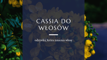Kwiaty cassia obovata 