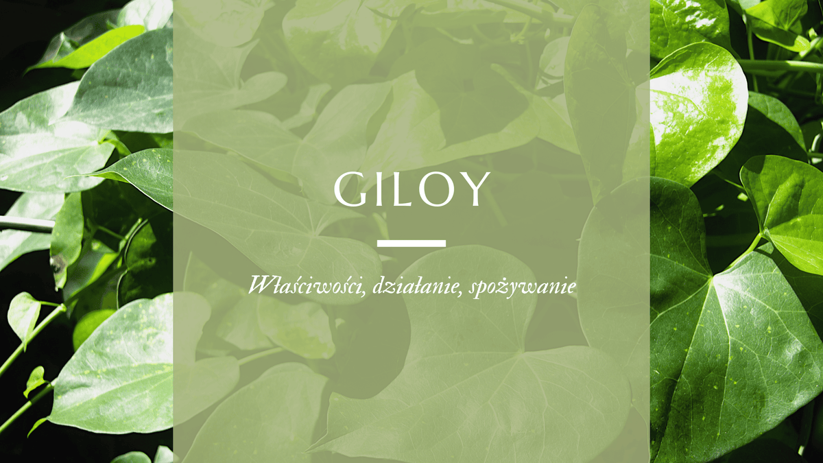 Giloy - monografia ajurwedyjskiej rośliny