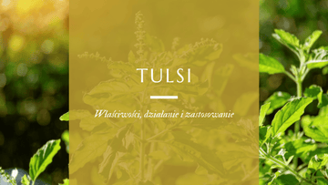 wlaściwosci i zastosowanie tulsi