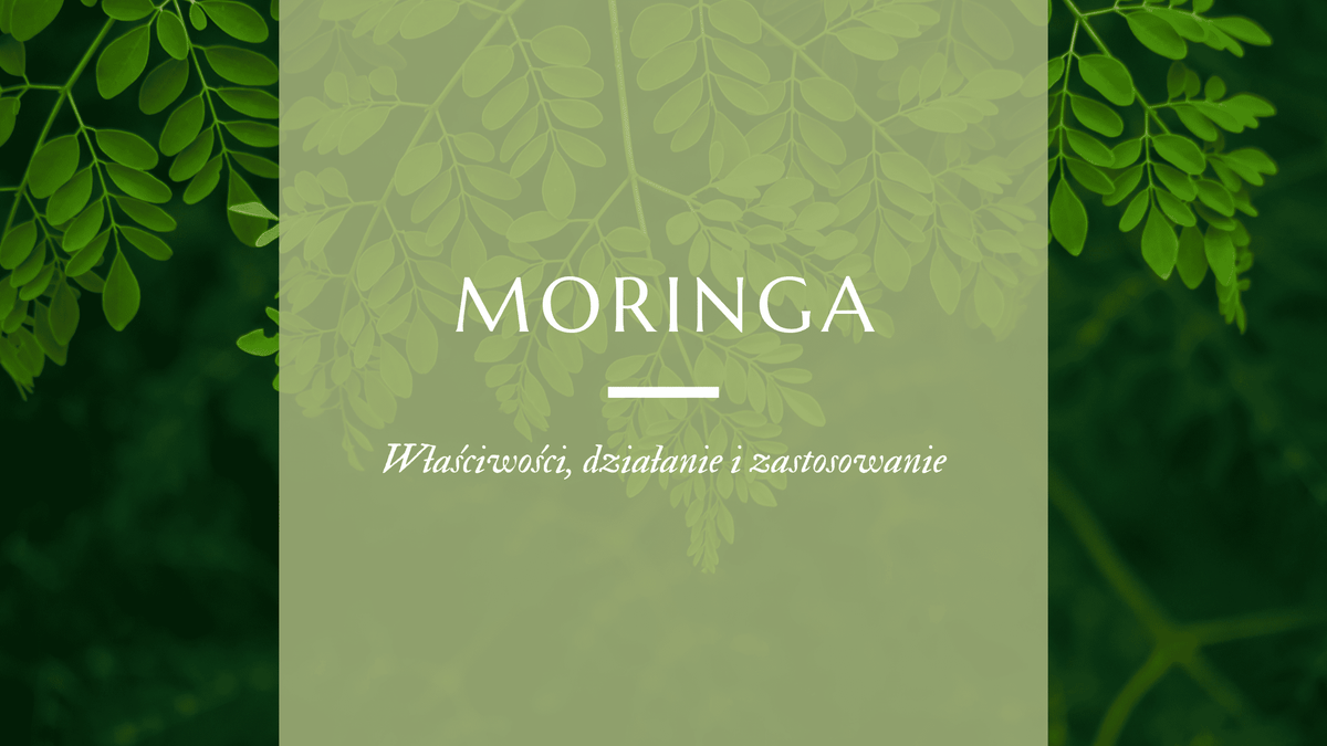 moringa i jej działanie  oraz stosowanie 